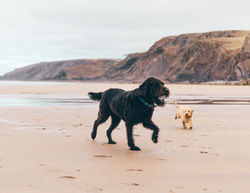 Dog friendly lodges at Pentire